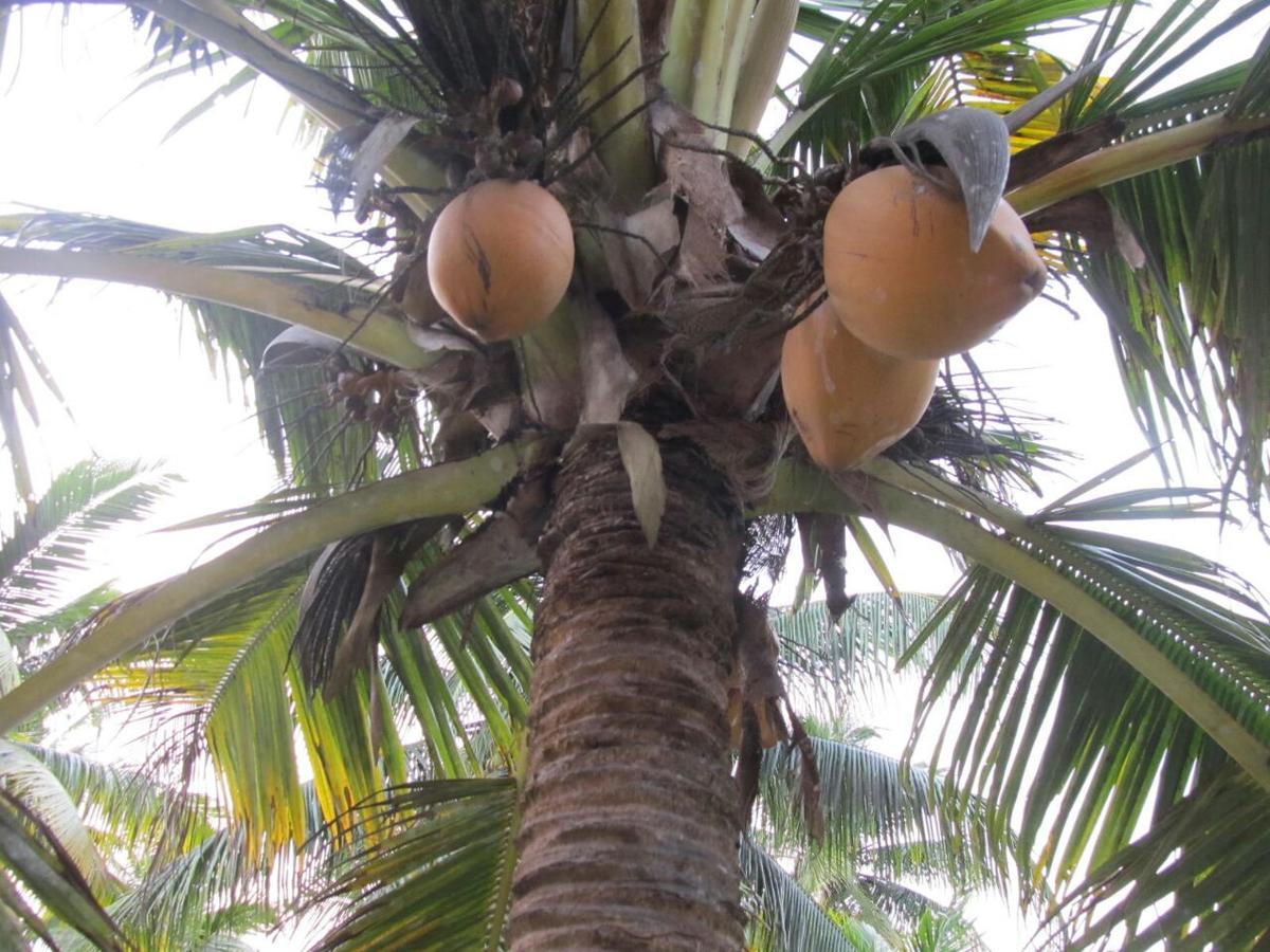Seawin Beach Resort Varkala Luaran gambar